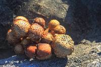 Gymnopilus junonius image