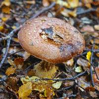 Cortinarius subcastanellus image