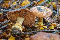 Cortinarius subcastanellus image