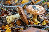 Cortinarius subcastanellus image