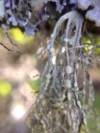 Ramalina farinacea image