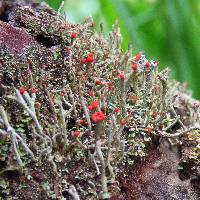 Cladonia cristatella image