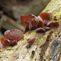 Auricularia americana image