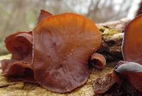 Auricularia americana image