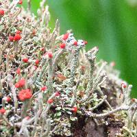 Cladonia cristatella image