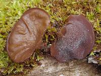 Auricularia americana image