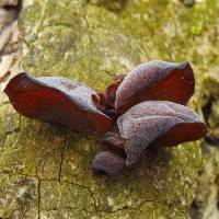 Auricularia americana image