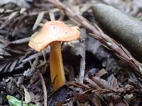 Hygrocybe psittacina var. psittacina image