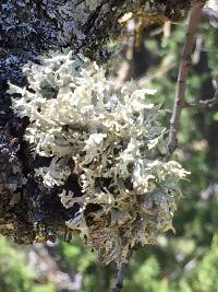 Evernia prunastri image