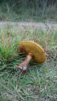 Suillus grevillei image