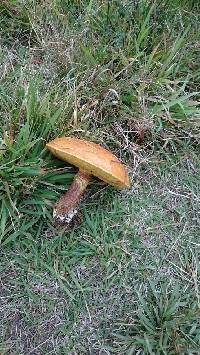 Suillus grevillei image