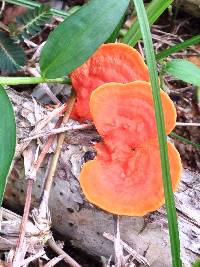 Pycnoporus cinnabarinus image