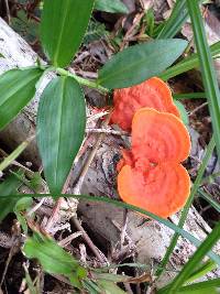 Pycnoporus cinnabarinus image