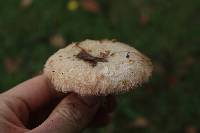 Lactarius pubescens image