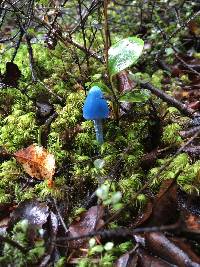 Entoloma hochstetteri image