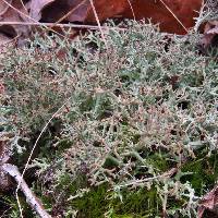 Cladonia furcata image