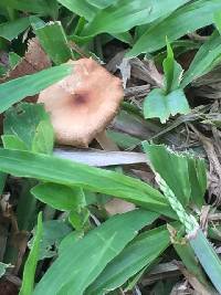 Image of Calocybe carnea