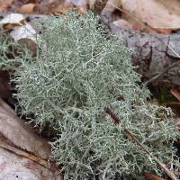 Cladonia rangiferina image