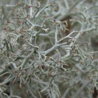 Cladonia rangiferina image