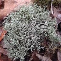 Cladonia rangiferina image