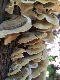 Trametes versicolor image