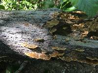 Trametes versicolor image