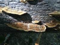 Trametes versicolor image