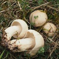 Image of Calocybe gambosa