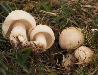 Calocybe gambosa image