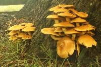 Gymnopilus junonius image