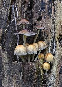 Coprinellus micaceus image