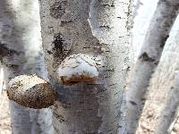 Fomitopsis betulina image