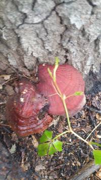 Ganoderma curtisii image