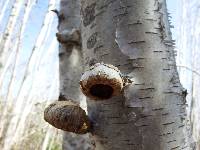 Fomitopsis betulina image