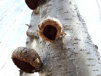 Fomitopsis betulina image