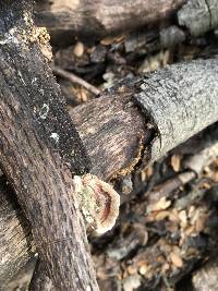 Trametes versicolor image
