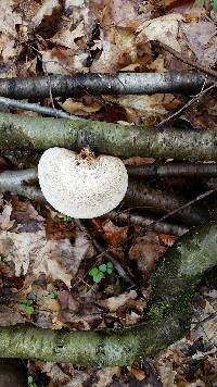 Fomitopsis betulina image