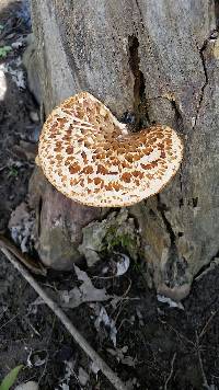 Polyporus squamosus image