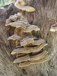 Trametes versicolor image