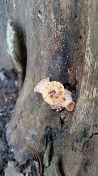 Polyporus squamosus image