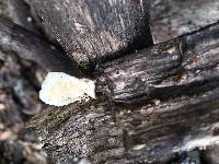 Trametes versicolor image