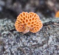 Favolaschia calocera image