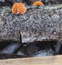 Favolaschia calocera image