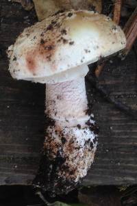 Amanita novinupta image