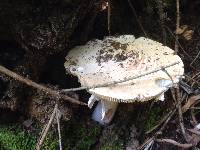 Amanita novinupta image