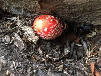 Amanita muscaria image