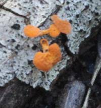 Favolaschia calocera image