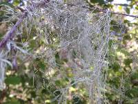 Ramalina menziesii image