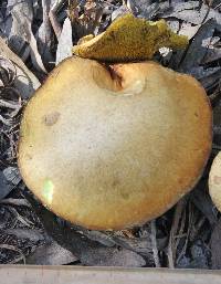 Suillus granulatus image