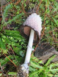 Coprinus comatus image